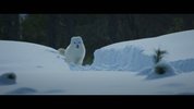 [纪录片] 北极小迷狐：吉娜和尤克.2023.1080P.国配中字[4