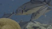 【欧美电影】海豚礁