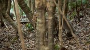 纪录片 狂野日本(2015) 4K 2160P 全3集 外挂中字