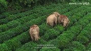 [与象同行][2022][国语中字][4K-2160P][华语纪录片][3