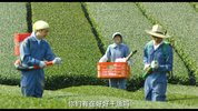 旅猫日记