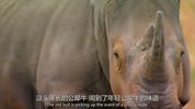 动物搏击会S1-S6(1)