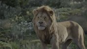 S 狮子王 1-4部 内封多国语言 外挂+内封字幕 4K+1080P(1)