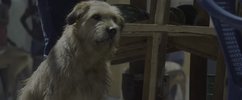 马克·沃尔伯格作品合集			【电影】	合集