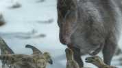 BBC Prehistoric Planet（史前星球）